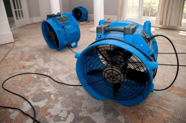 Best Mold removal after water damage  in Rosedale, MS
