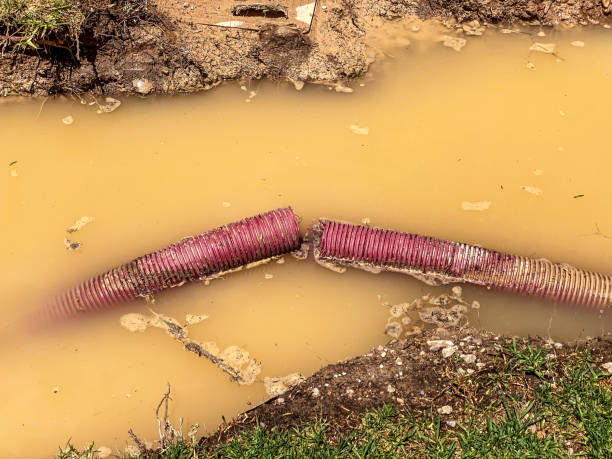 Best Local water damage restoration  in Rosedale, MS